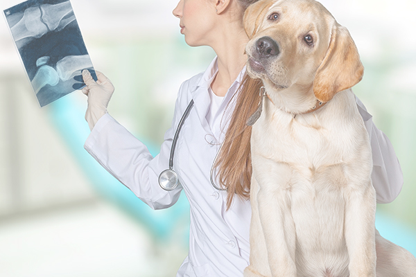 Dog sits on table while vet examines its x-ray image