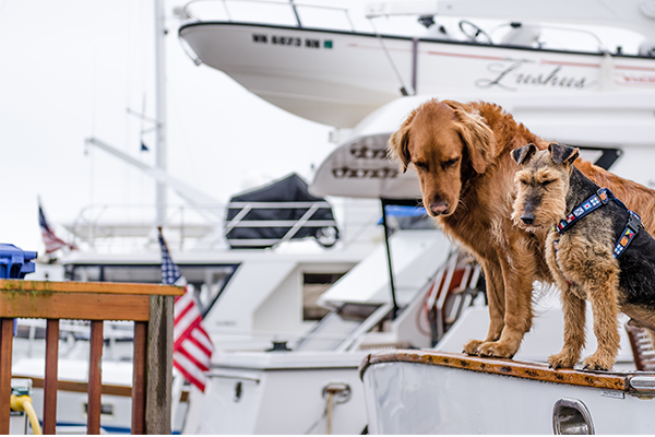Two dogs stand on the edge of a docked boat