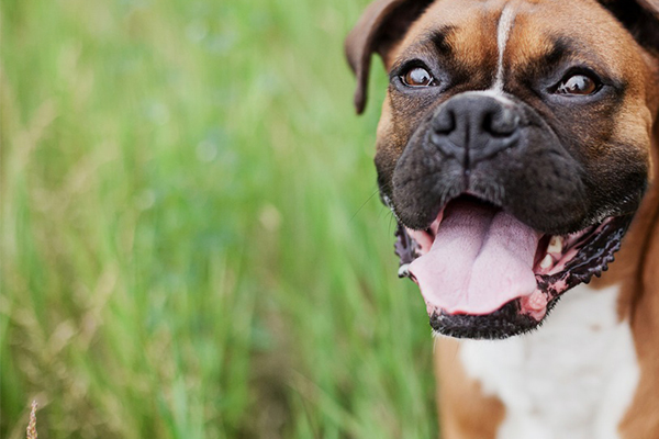 happy dog in grassy field