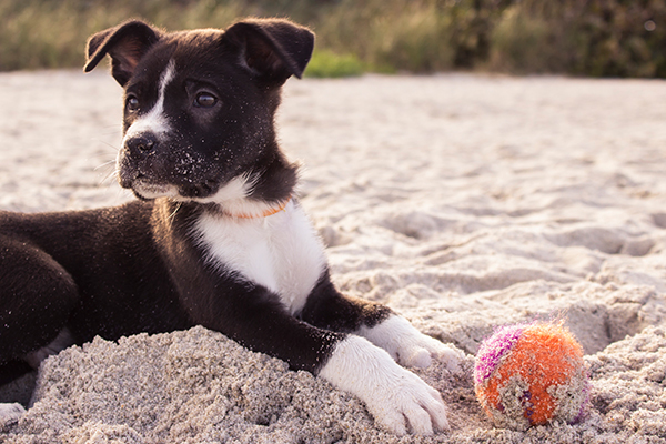 Puppy plays with a ball on the beach