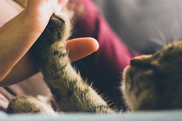 Cat holding paw against vet technician's palm