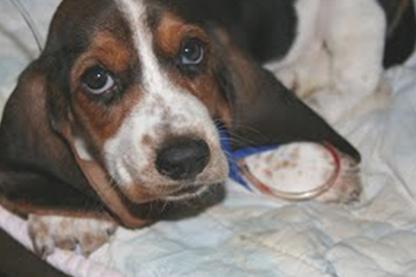 Basset hound receiving treatment