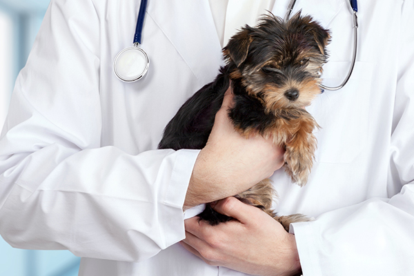 Vet holds puppy