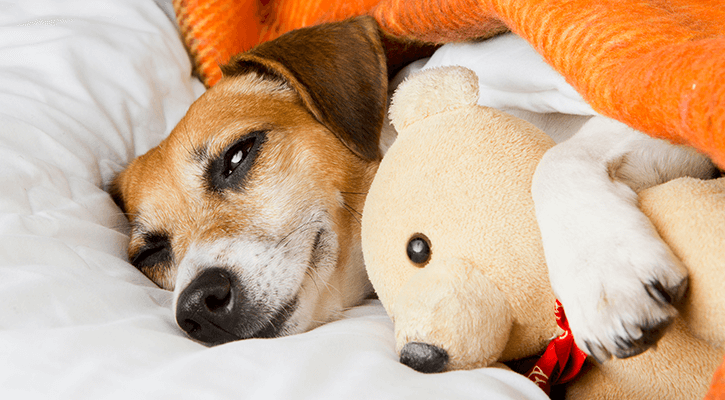 Dog lays with its paw draped over a stuffed teddy bear