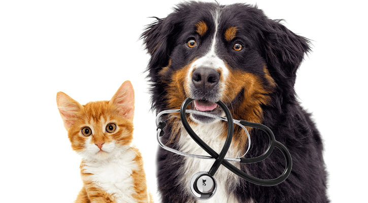 Cat side-by-side with a dog holding a stethoscope in its mouth.