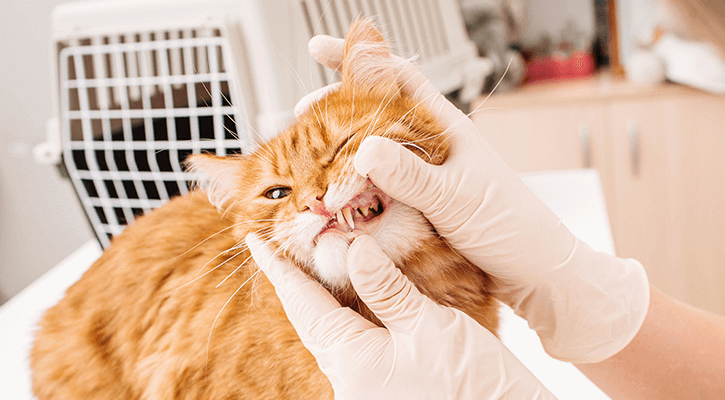 Vet checks the health of a cat's teeth