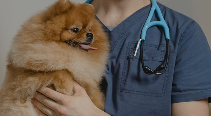 Vet holds small dog