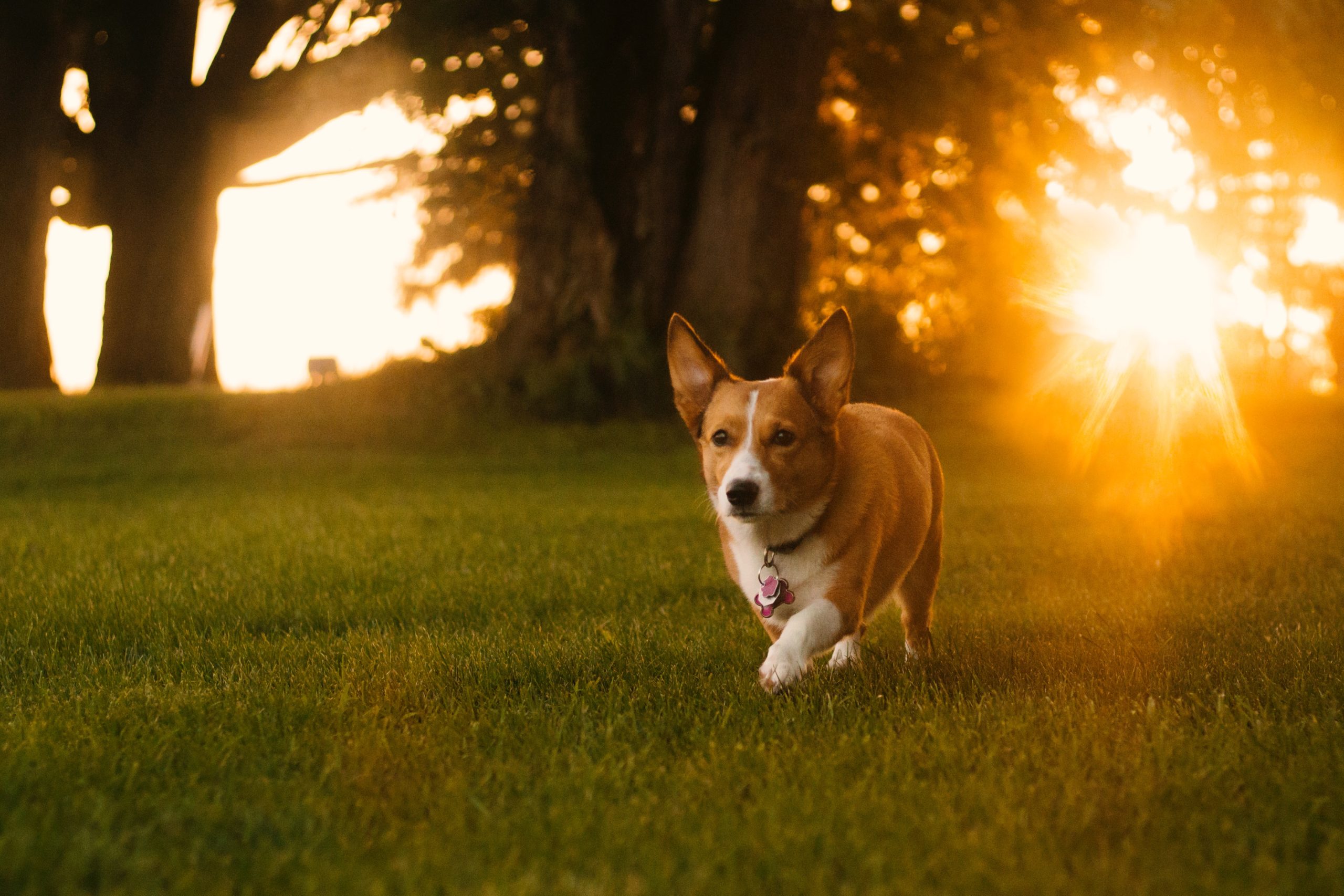 Corgi runs through a grassy field at sunset.