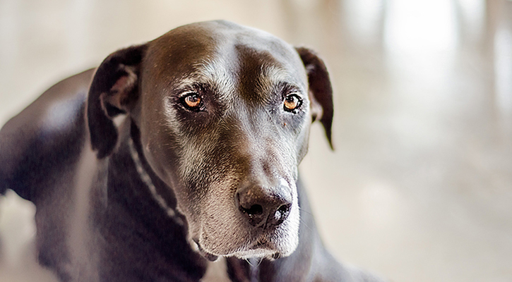 Large dog laying down